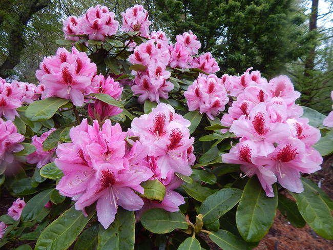Digging Deeper: Rhododendron Love—Creating Your Own Hybrids